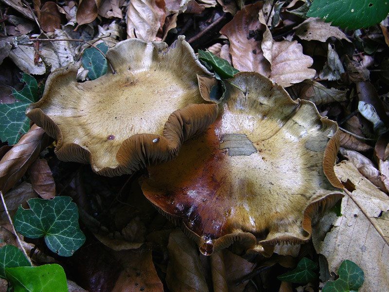 Cortinarius infractus del 08 maggio...furbetto!